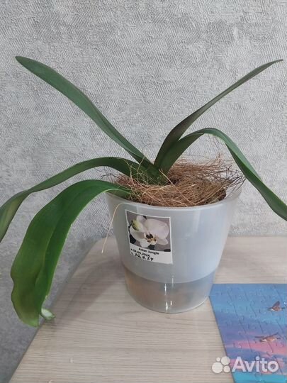 Орхидея фаленопсис Азиан Джангл