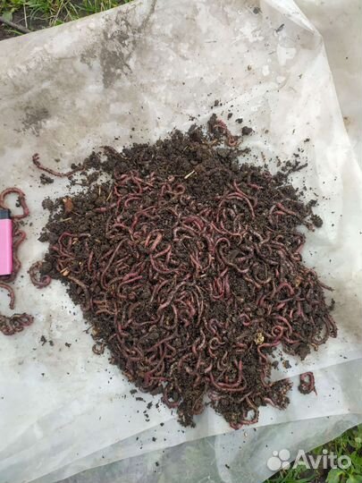 Червь навозный