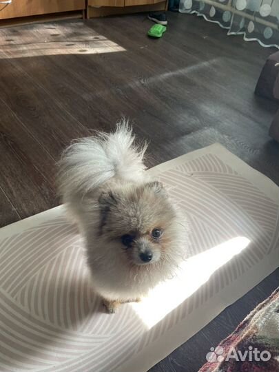 Померанский шпиц медвежьего типа