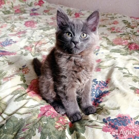 Котенок пушистый