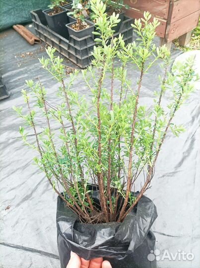 Спирея Нипонская