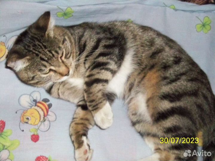 Котик Маркиз в добрые руки