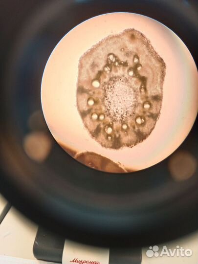 Репетитор по биологии \географии