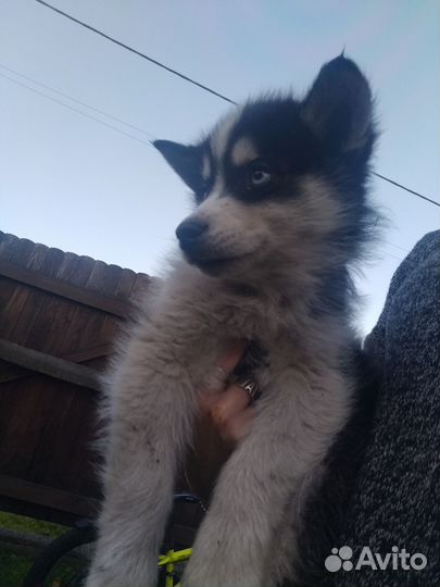 Щенки сибирской хаски