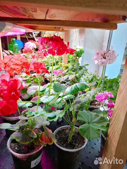 Черенки пеларгонии