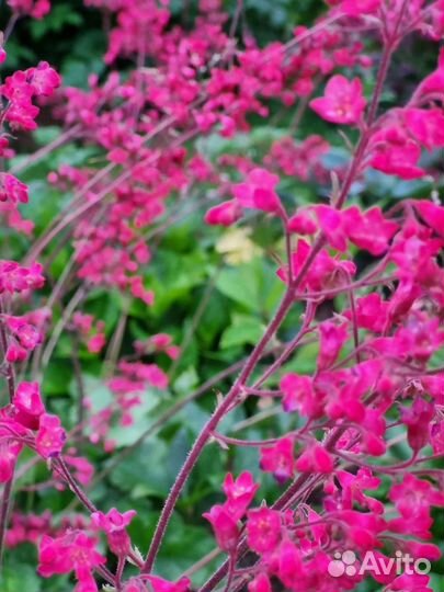 Растения гейхера