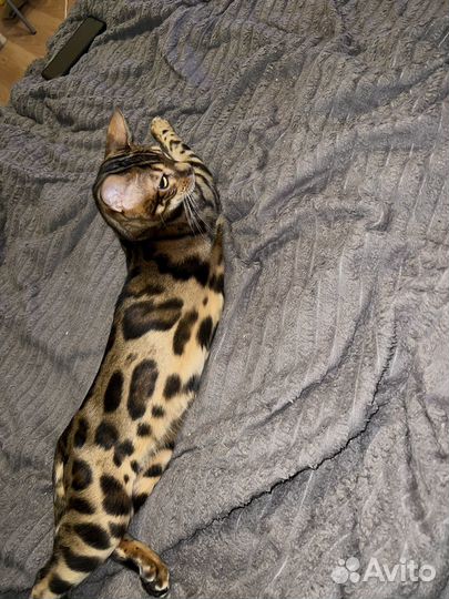 Бенгальский кот вязка