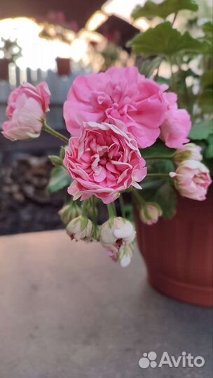 Пеларгония Eva Fly