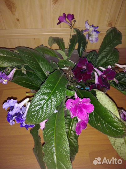 Стрептокарпусы