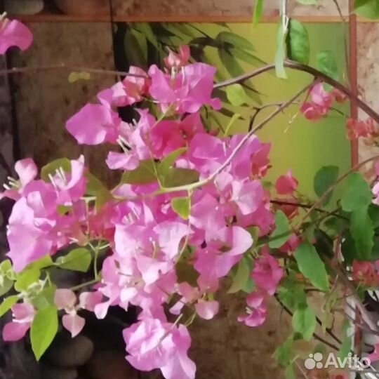 Бугенвиллии разные