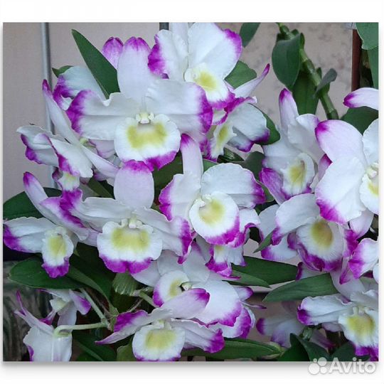 Дендробиум