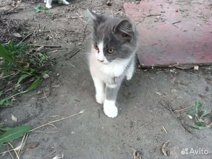 Трехцветная девочка 1,5 месяца