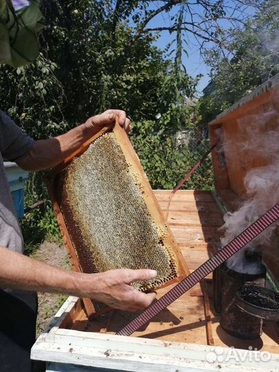 Мёд из разнотравия