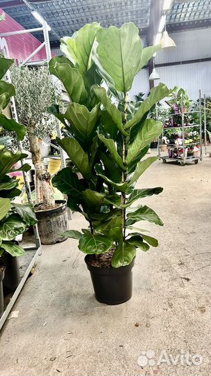 Фикус лирата, высота 180, 3 ствола, крупномер