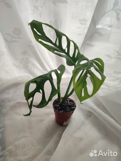 Монстера манки маск