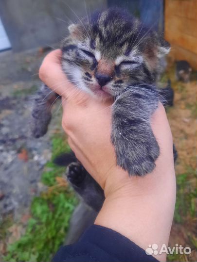 Отдам котят 2 мальчика 3 девочки