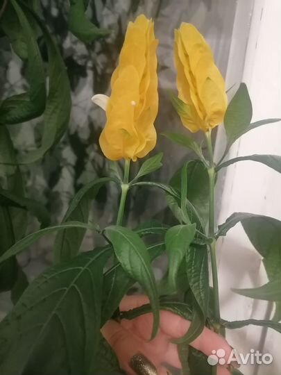 Комнатные цветы цветущие