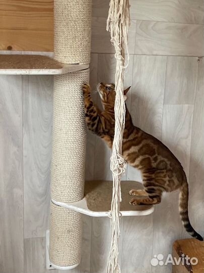 Бенгальские котята VIP