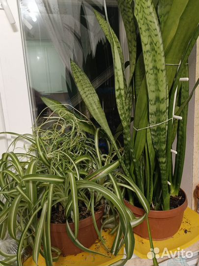 Комнатные растения