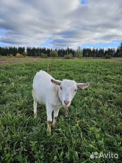 Козы дойные молочные