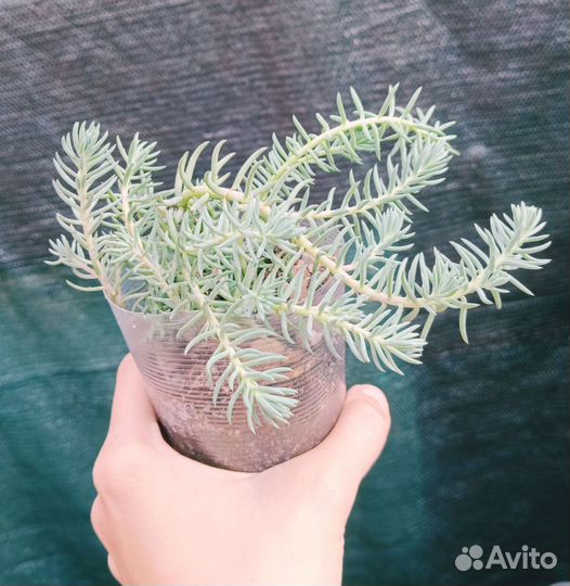 Седумы и очитки