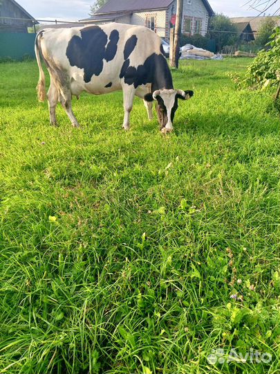 Корова стельная дойная