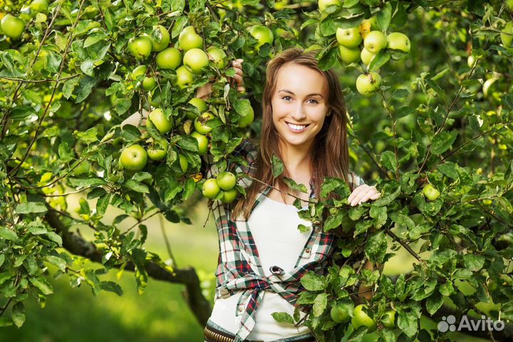 Работа сбор фруктов в Краснодаре