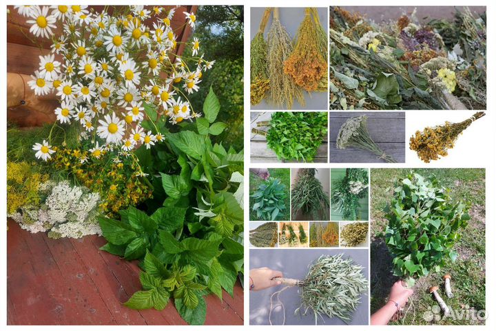 Запарка для бани и травы. Ягода, яблоки, мята