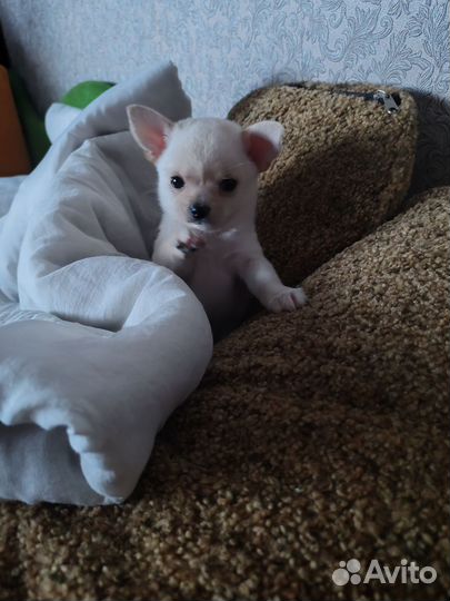 Щенки чихуахуа девочки