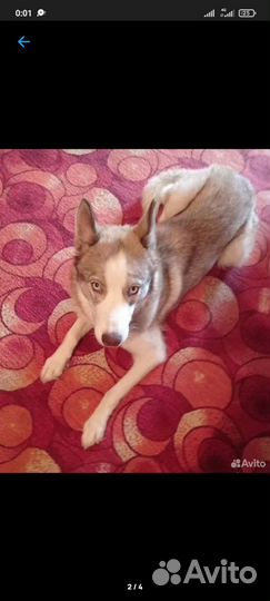 Отдам животных даром