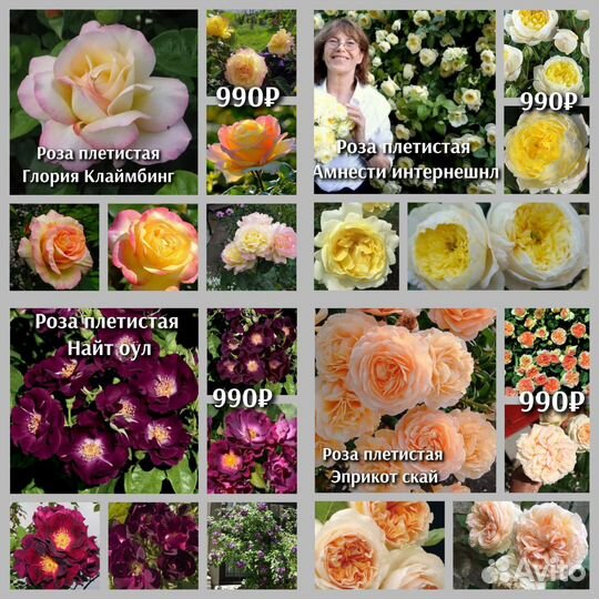 Роза плетистая