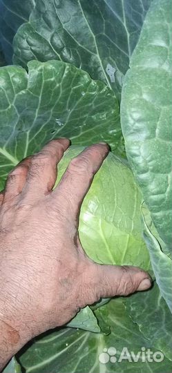 Капуста, овощи