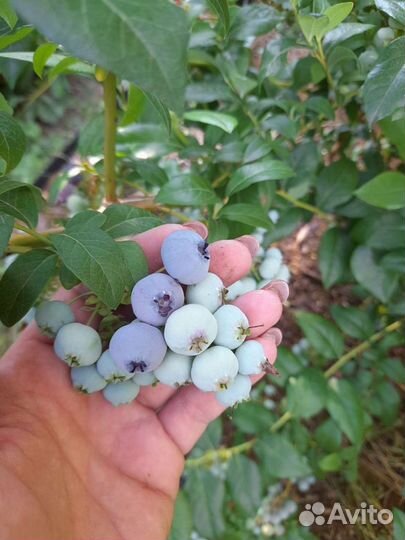 Саженцы голубики