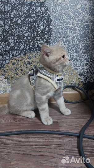 Шлейка - жилетка для кошек и собак