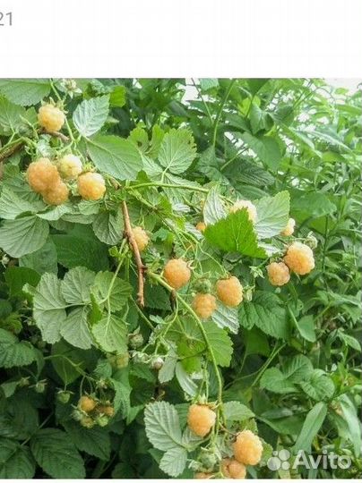 Саженцы Малины желтой ремонтантной