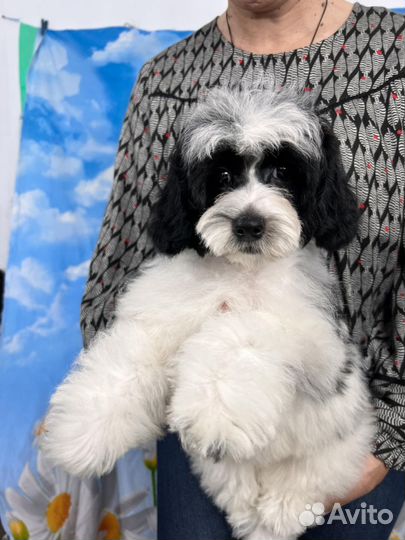 Мини пудель