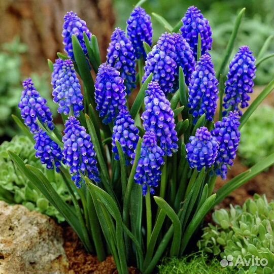 Декоративные растения для сада