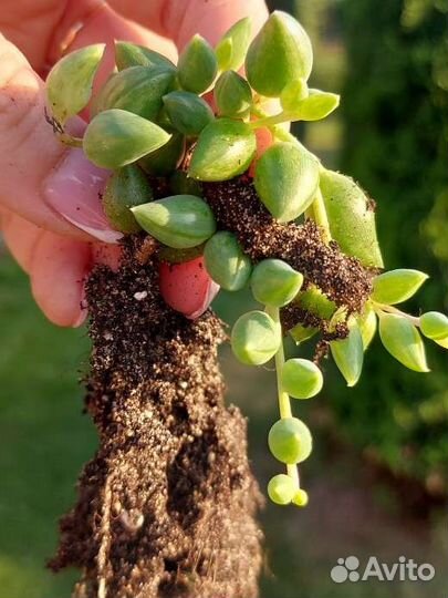 Senecio Herreianus var
