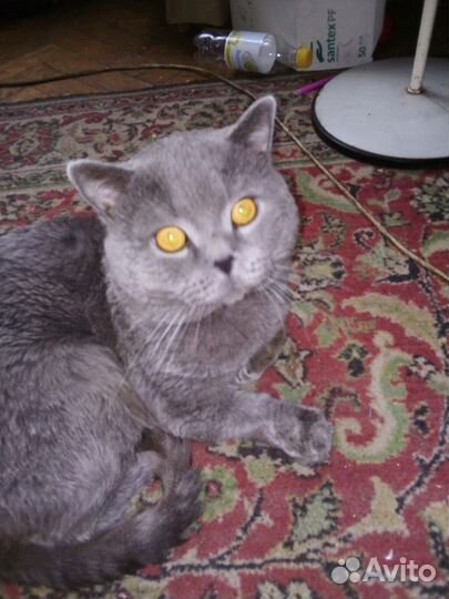 Британский котик