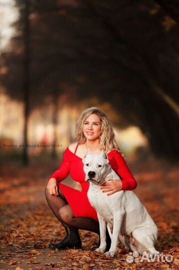 Аргентинский дог