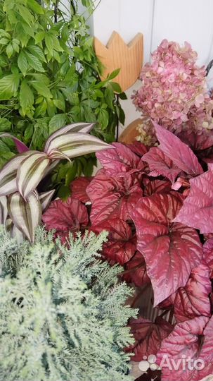 Бегония инка файер