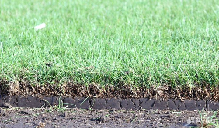 Газон рулонный