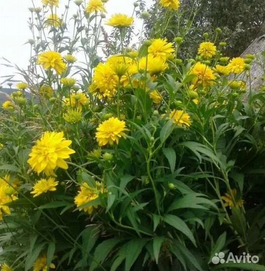 Рудбекия золотой шар