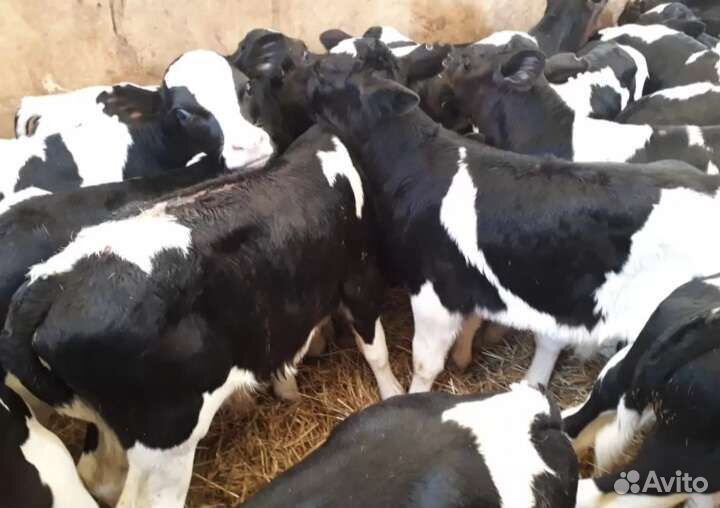 Бычки и быки