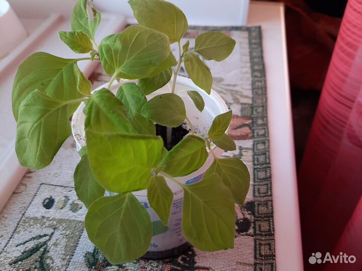 Самберри рассада ягод