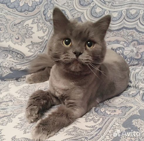 Ласковый котик ищет своего Человека