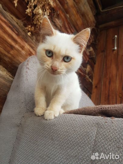 Отдам кошечку 3мес