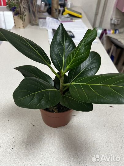Фикус бенгальский одри