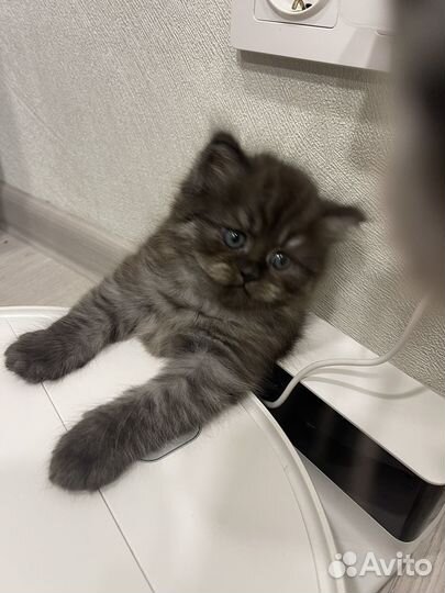 Британские котята