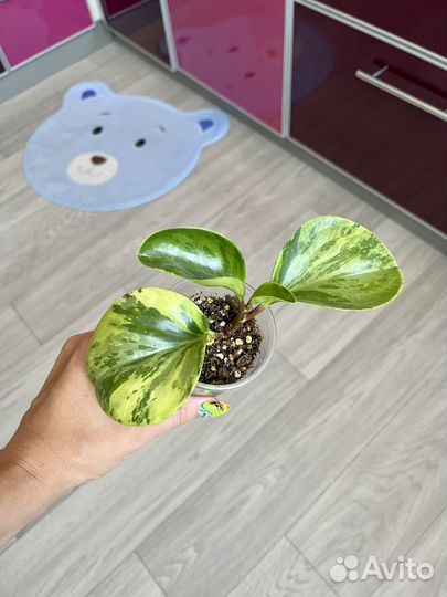 Пеперомия вариегата